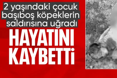 Konya'da Başıboş Köpek Saldırısı Can Aldı